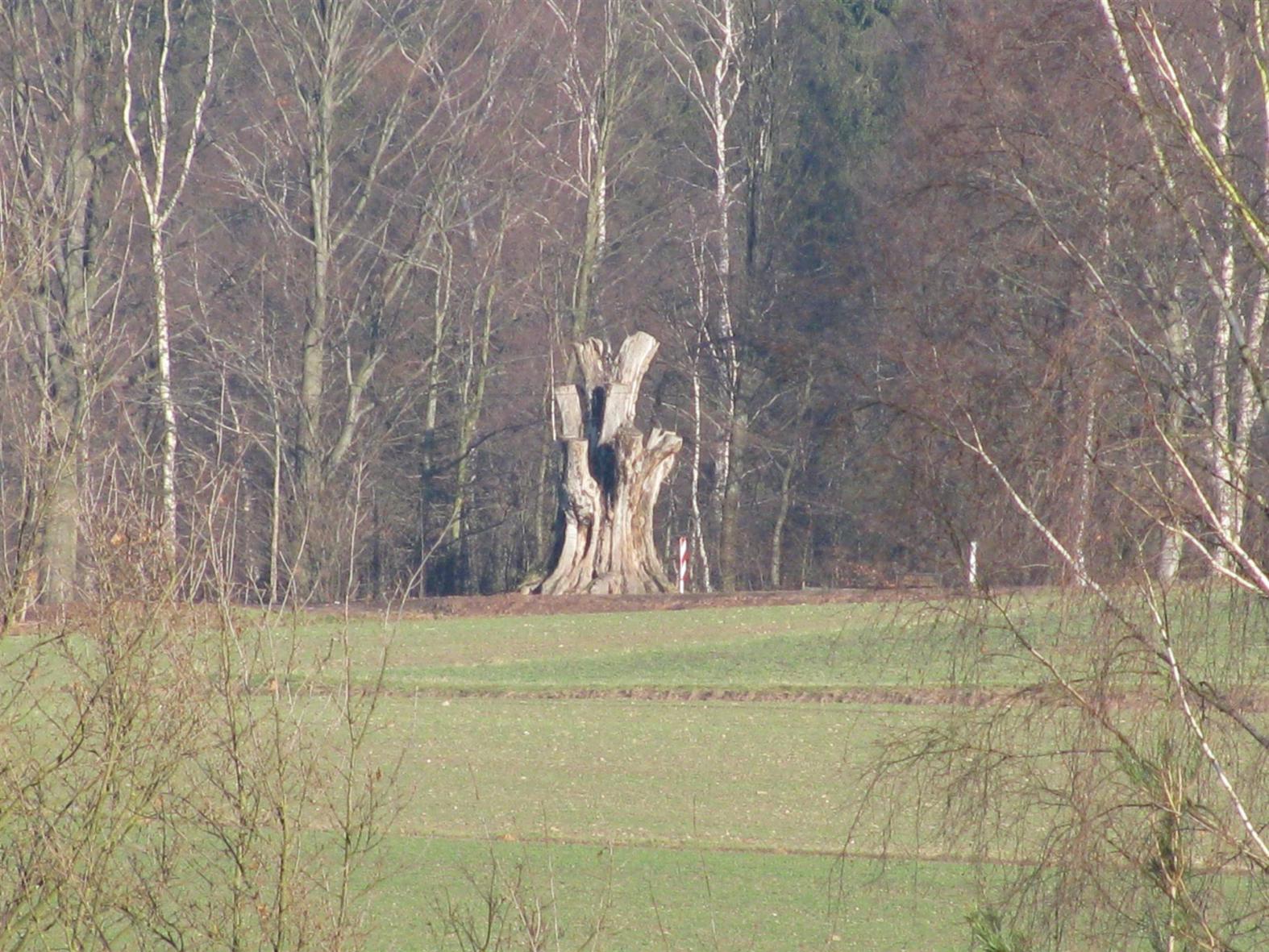 der Stumpf der Altmugler Buche
